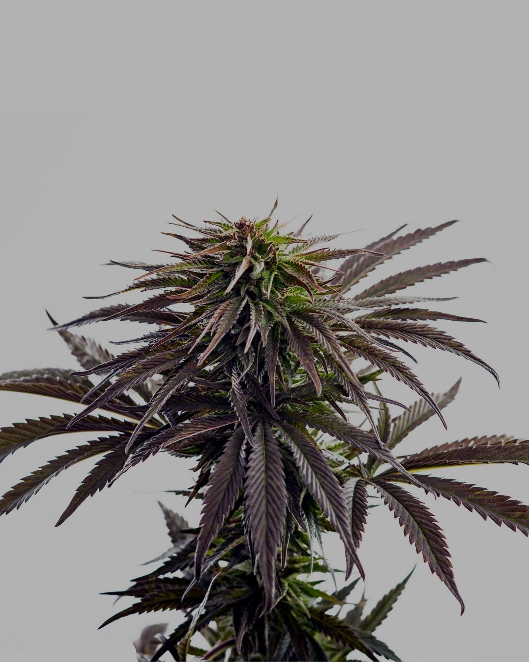 Cannabis-Plant-Growing